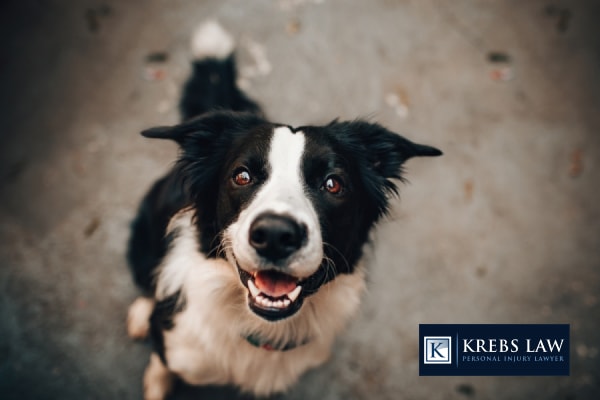 What to Know About Dog Bite Cases in Alabama